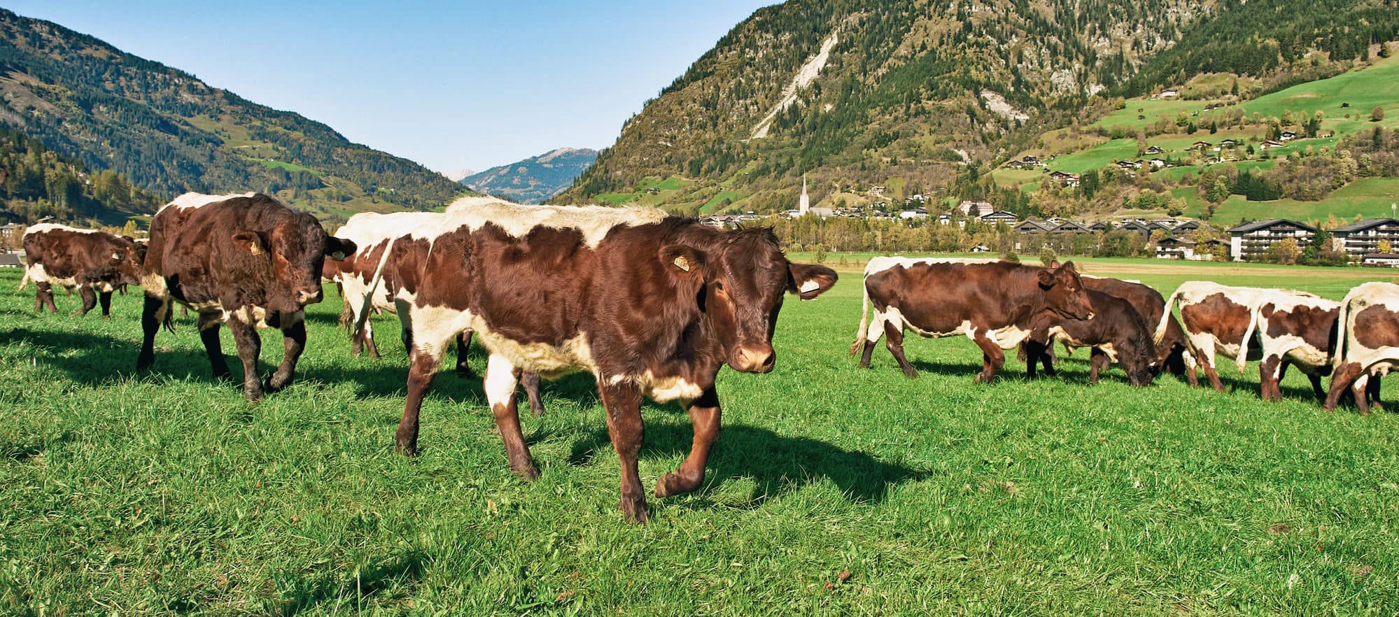 Traditionell gezüchtetes Pinzgauer Bio-Rind