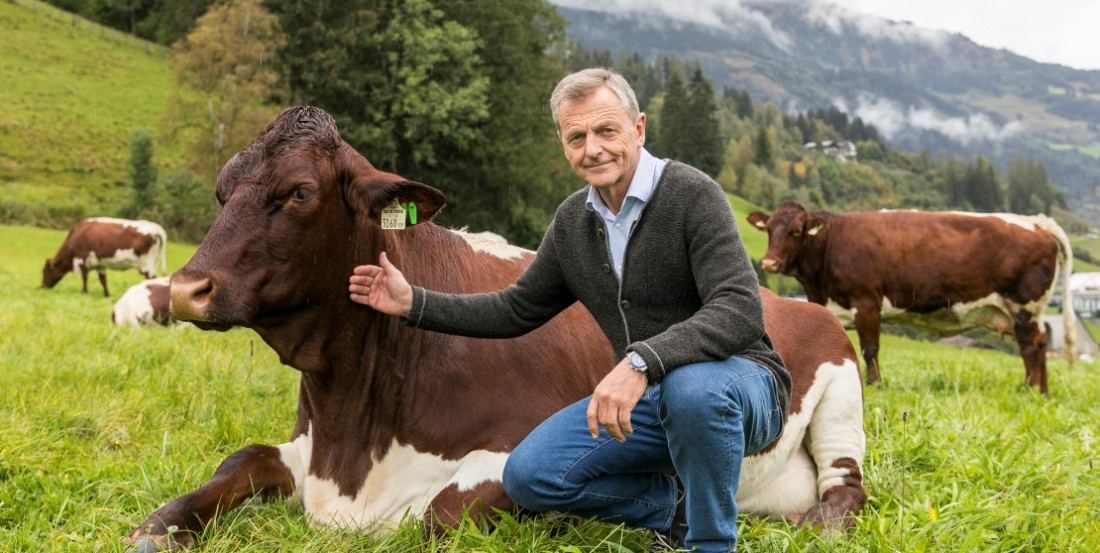Weitmoser Bio-Rind auf ökologisch bewirtschafteter Wiese -ein Zeichen für nachhaltige Viehzucht und artgerechte Tierhaltung