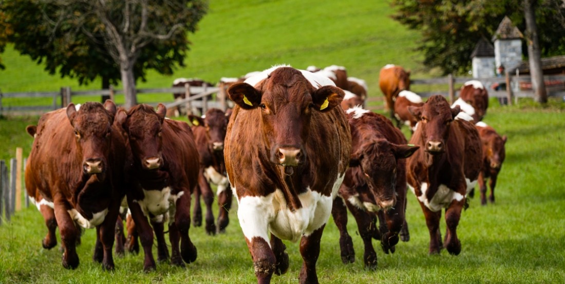 Rinder in Nahaufnahme