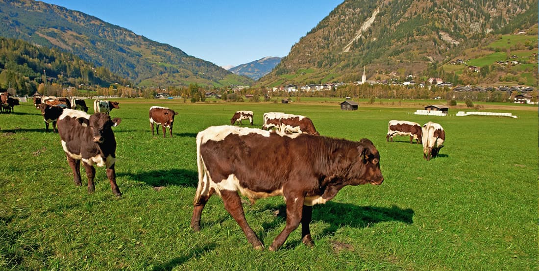 Viehzucht Weitmoser in Bad Hofgastein