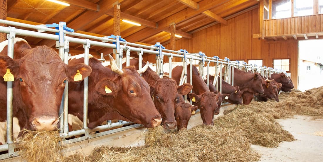 Weitmoser Rinderzucht, Stall