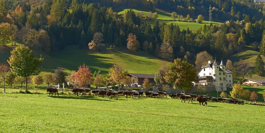 Weitmoser Schloss und Rinder