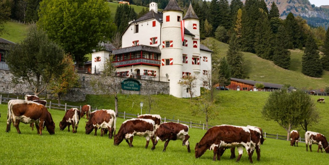  Weitmoser Bio-Rinder auf gepflegten Almflächen