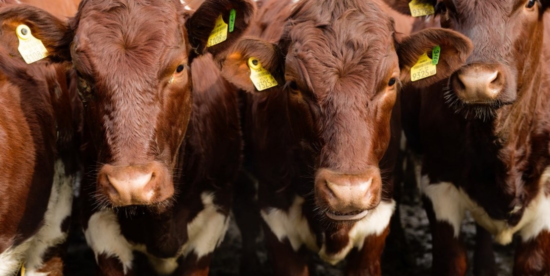 Weitmoser Bio-Rinder in Nahaufnahme