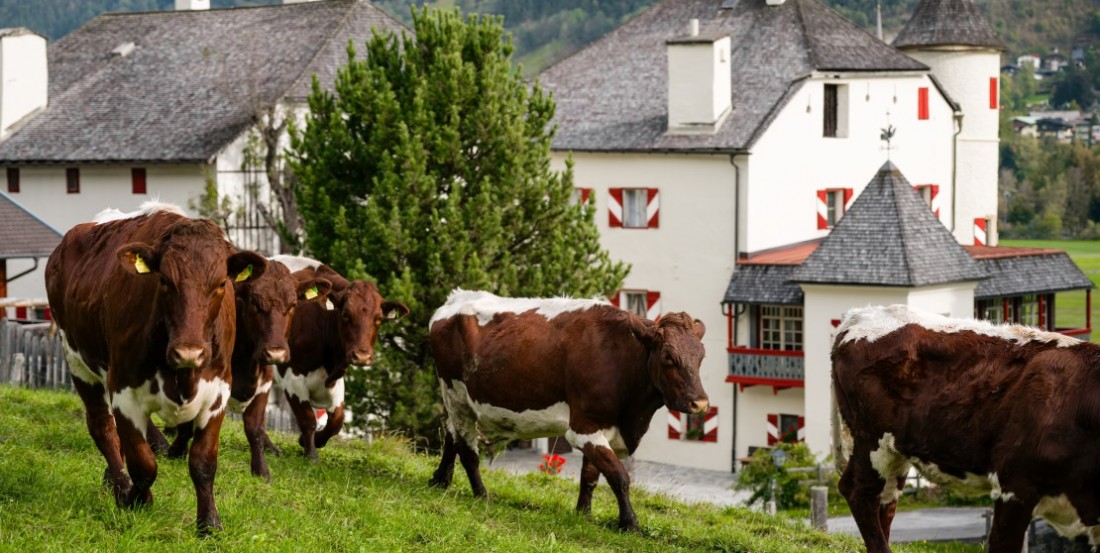Weitmoser Bio Rinder weidet auf einer saftigen grünen Almwiese