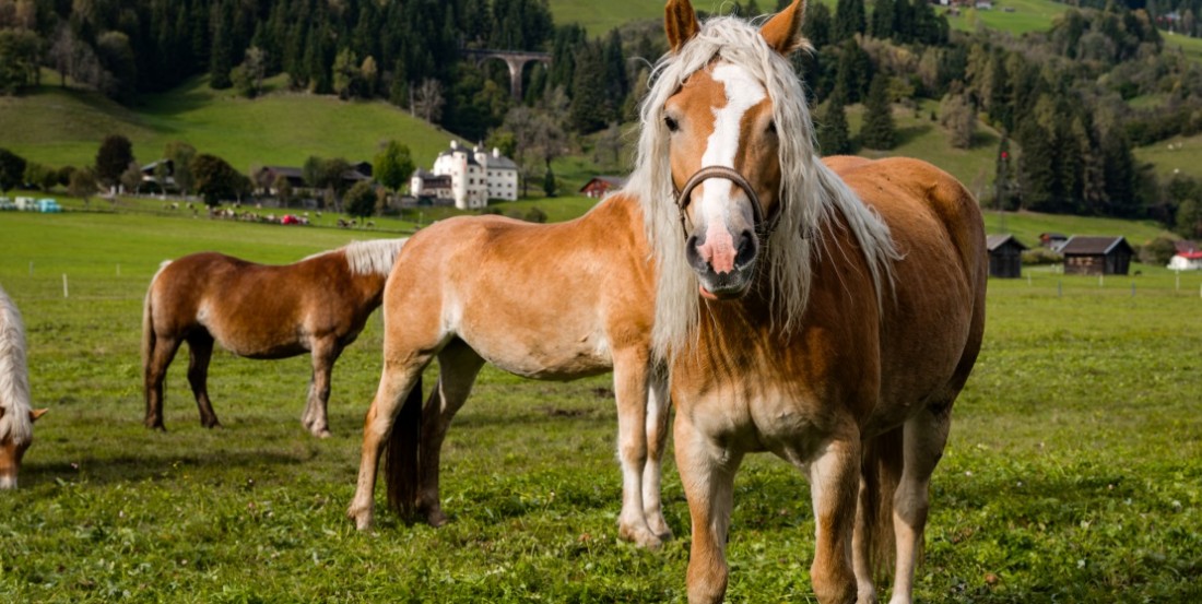 Pferde auf der Weide in den Alpen